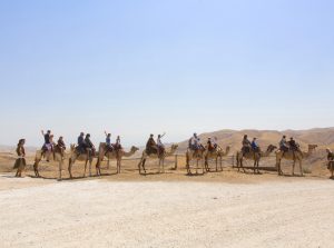 A caravan of camels walking through the rugged sandy hills of the Judean Desert on the way to Avraham’s tent.