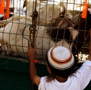 A child from Atzmona takes a last look at the goat pen in the settlement shortly before the evacuation begins. Courtesy of the Israel Government Press Office/Mark Neyman