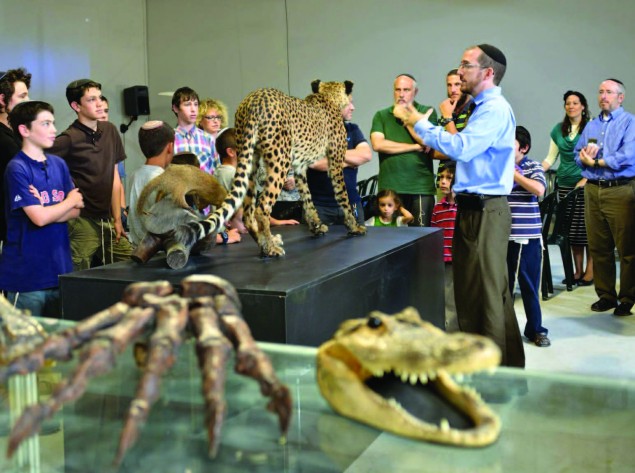 Rabbi Slifkin, who speaks English and Hebrew fluently, serves as a museum guide, weaving a compelling narrative of Torah verses and midrashim about the various specimens on display.